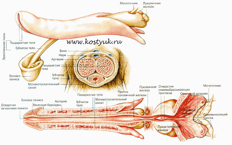 Рак Пениса Фото