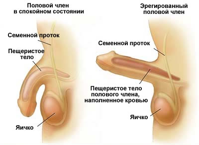 Методики увеличения размера полового члена в длину Методики увеличения размера полового члена в длину